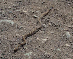 Organ Pipe Cactus National Monument