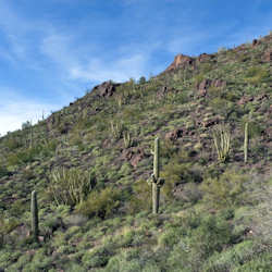 Organ Pipe Cactus National Monument