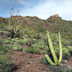 Organ Pipe Cactus National Monument