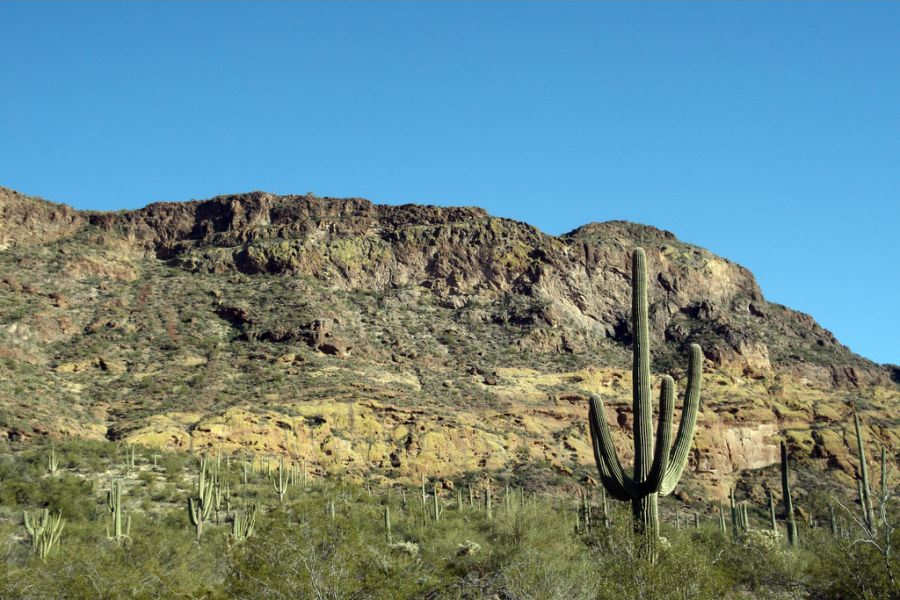 Organ Pipe Cactus National Monument