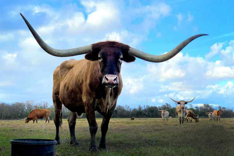 Texas Longhorn