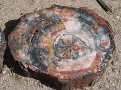 Petrified Forest National Park