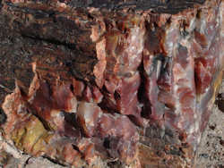 Petrified Forest National Park