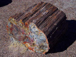 Petrified Forest National Park