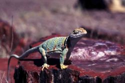 Petrified Forest National Park