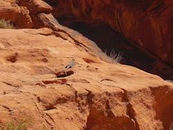 Red Rock Canyon National Conservation Area