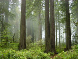 Redwood National and State Parks