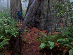 Redwood National and State Parks