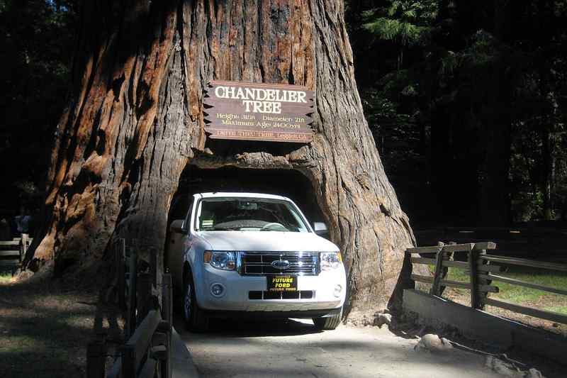 Chandelier Tree Redwoods