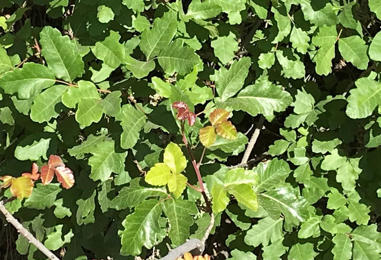 Poison Oak