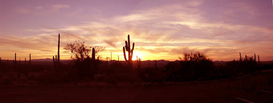 Saguaro National Park