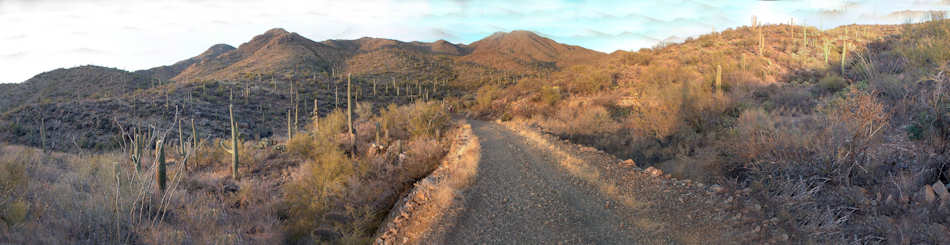 Saguaro National Park