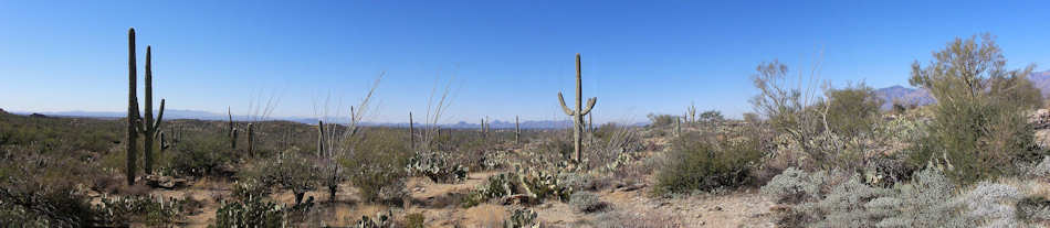 Saguaro National Park