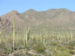 Saguaro National Park