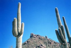 Saguaro National Park