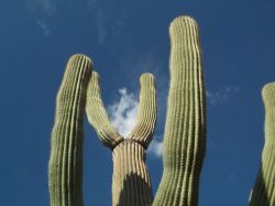 Saguaro National Park