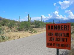 Saguaro National Park