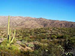 Saguaro National Park