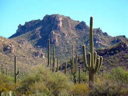 Saguaro National Park