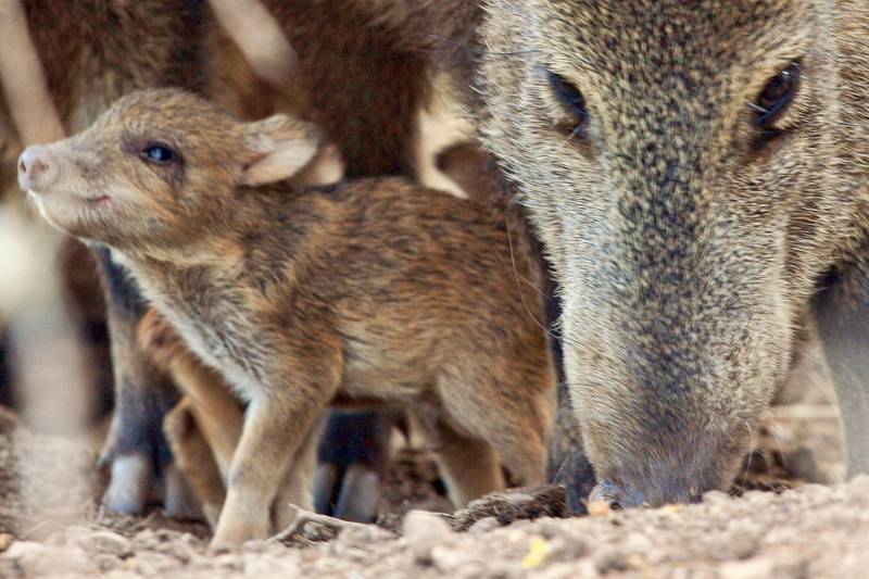 Javelina