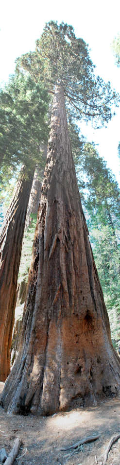 Sequoia National Park et Kings Canyon