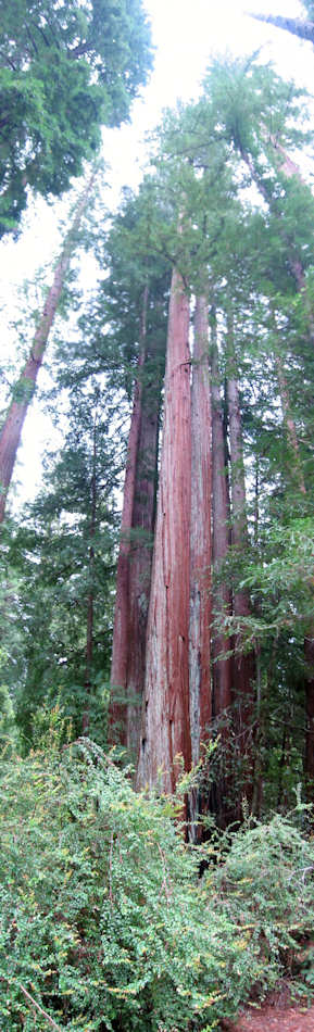 Sequoia National Park et Kings Canyon