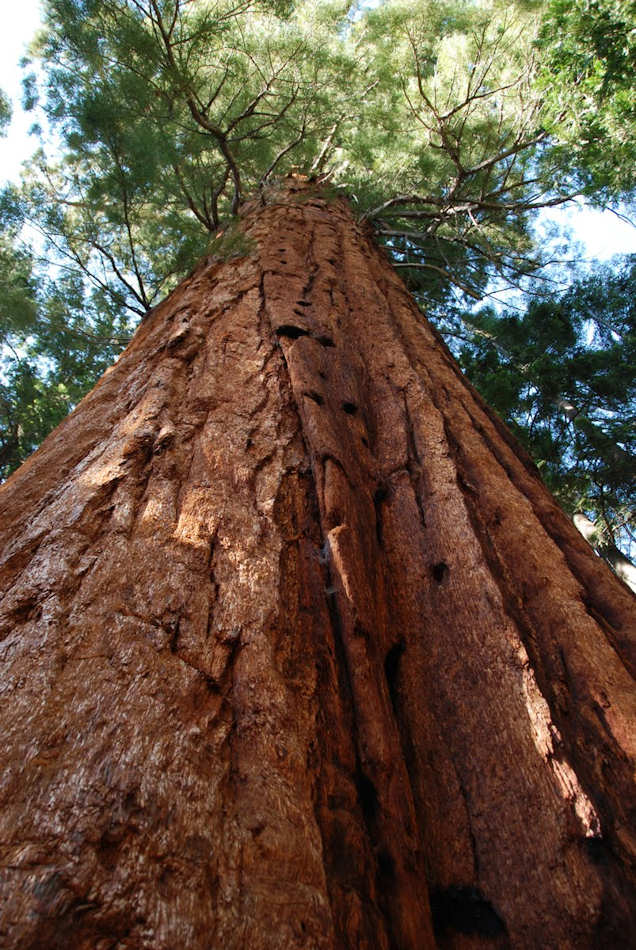 Sequoia National Park et Kings Canyon