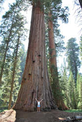 Sequoia National Park et Kings Canyon