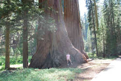 Sequoia National Park et Kings Canyon