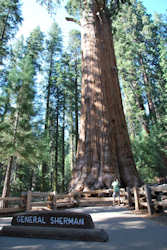 Sequoia National Park et Kings Canyon