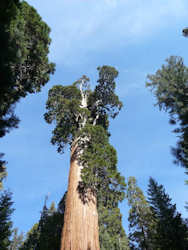 Sequoia National Park et Kings Canyon