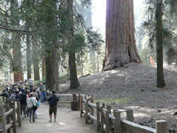 Sequoia National Park et Kings Canyon