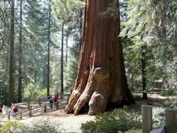 Sequoia National Park et Kings Canyon