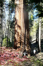 Sequoia National Park et Kings Canyon