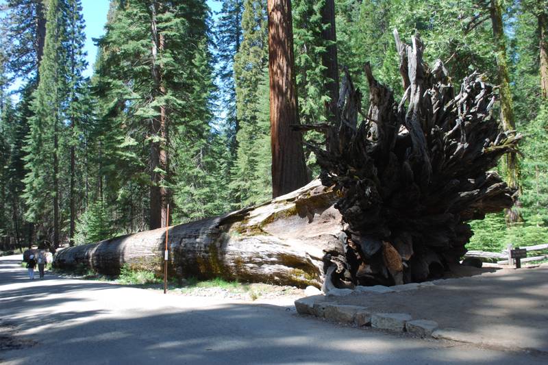 Fallen Monarch Tree