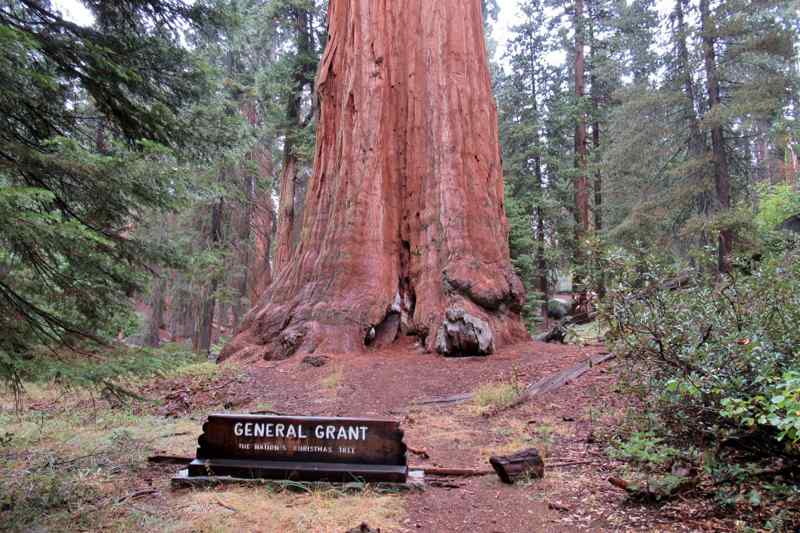 Général Grant Tree