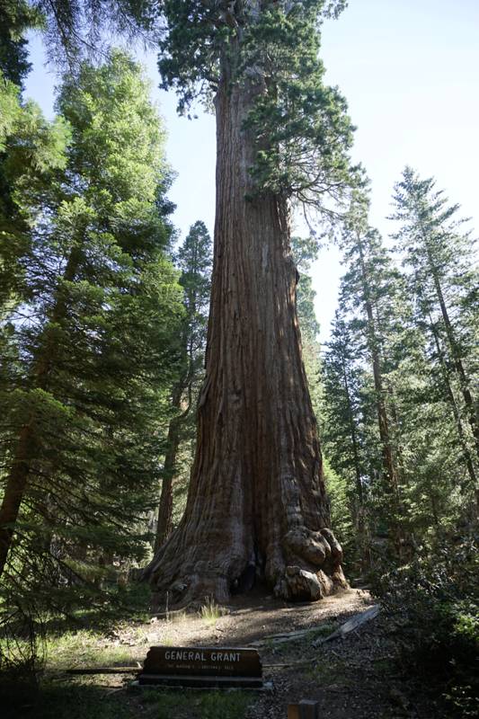 Général Grant Tree