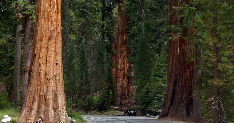 Visiter Sequoia National Park Et Kings Canyon