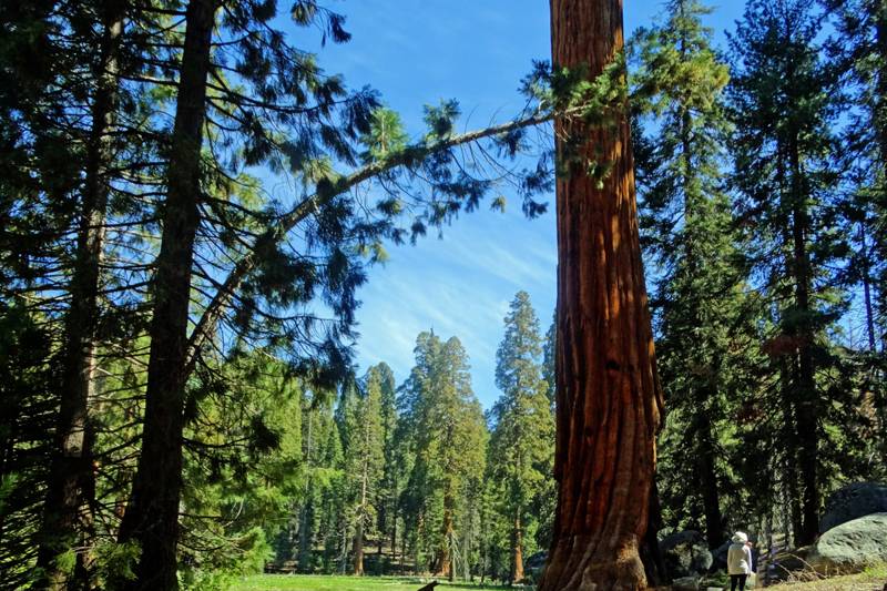 The Big Trees Trail