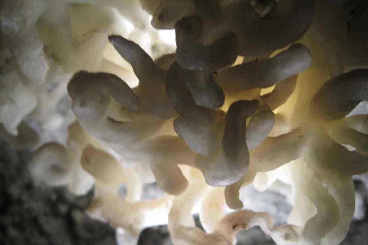 Helictites Timpanogos Cave National Monument