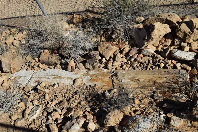 Petrified Logs