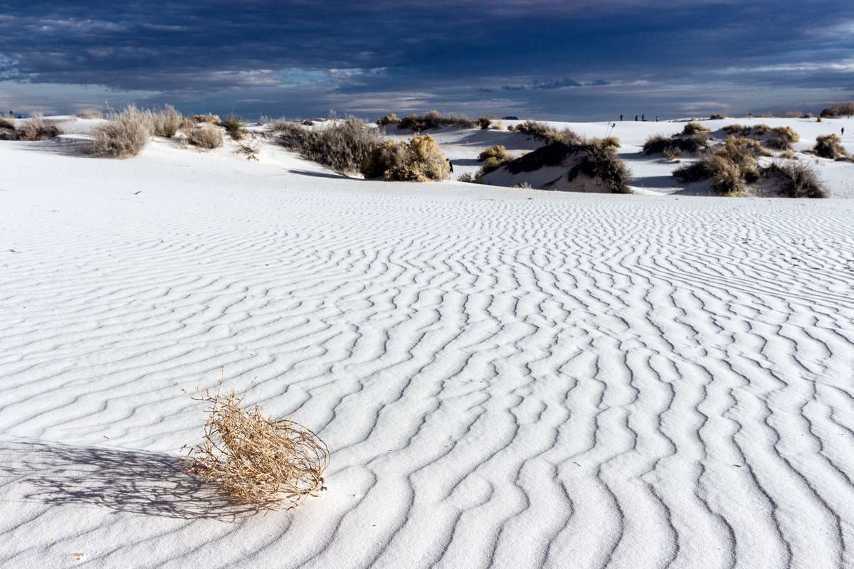 Dune Life Nature Trail