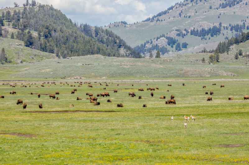 Bisons et pronghorns
