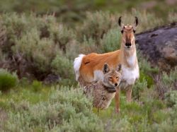 Yellowstone National Park