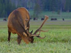 Yellowstone National Park