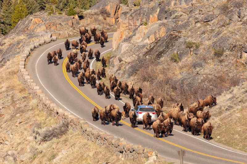 Bisons sur la route à Yellowstone