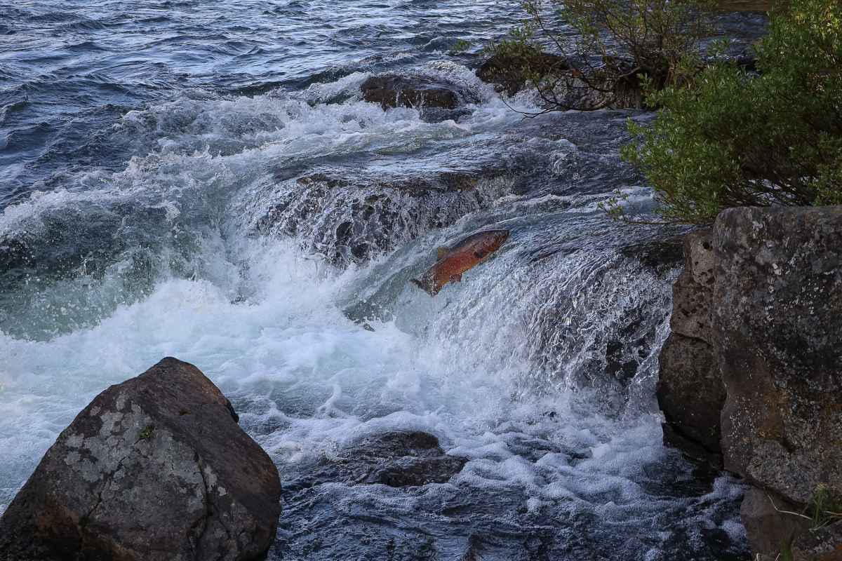 LeHardy Rapids