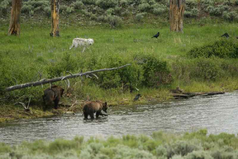 Loup Yellowstone