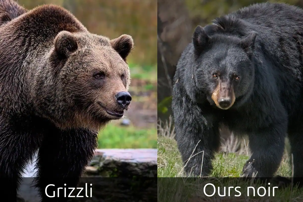 ours noir vs grizzli