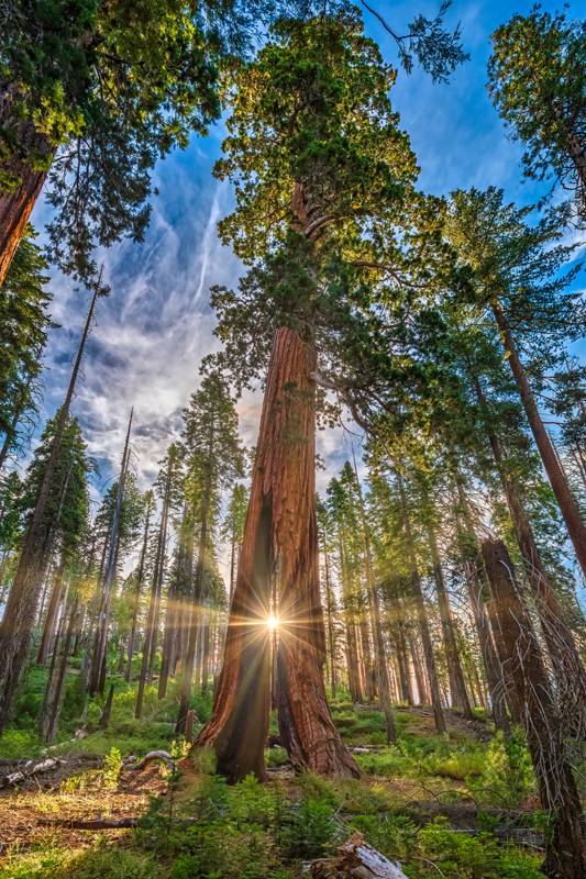 Mariposa Grove